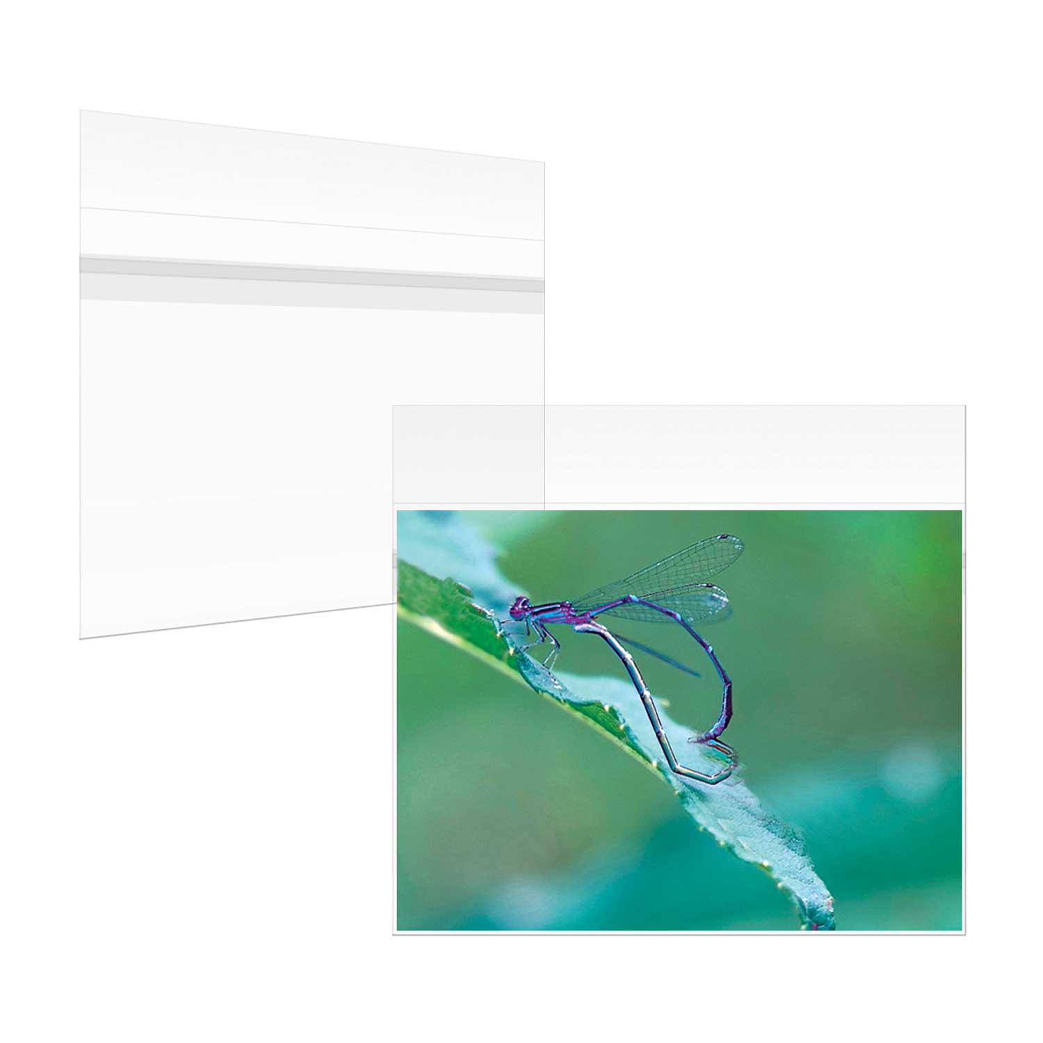 Clear Sleeves - Wyndham Art Supplies