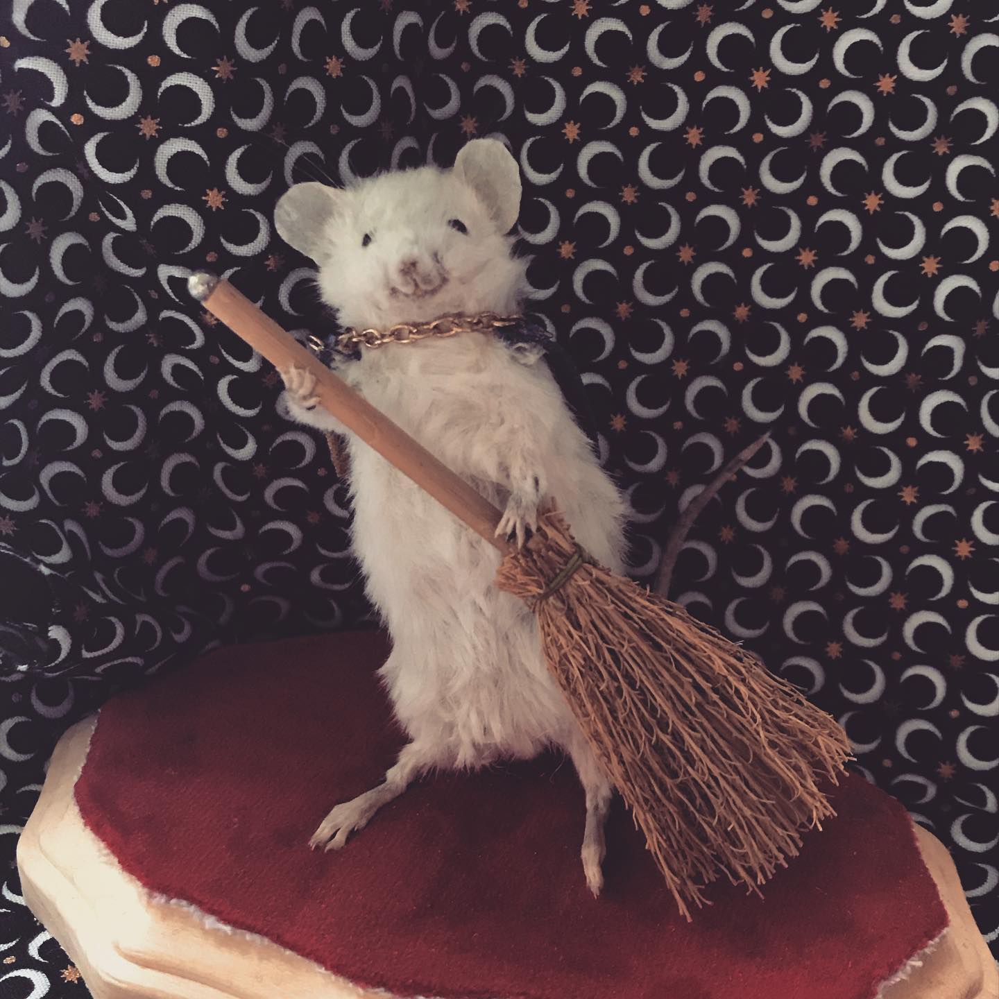 GSA Taxidermy Workshop