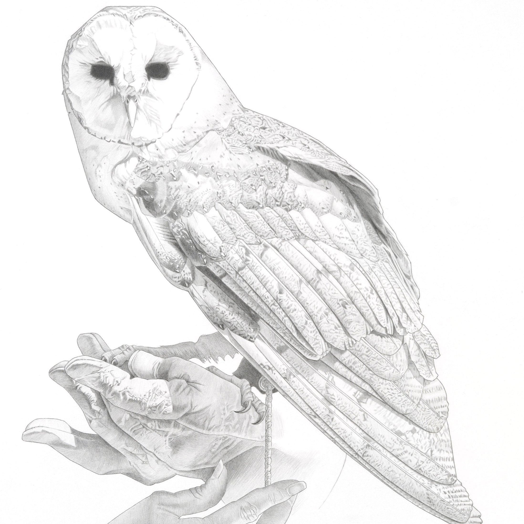 GSA Intermediate Drawing Class