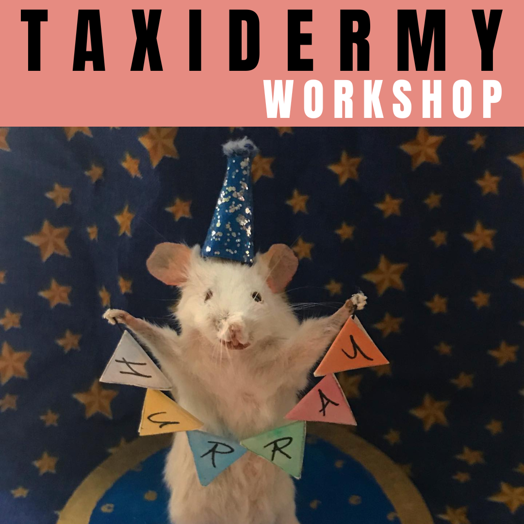 GSA Taxidermy Workshop