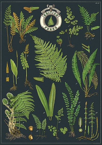 Cavallini Vintage Posters