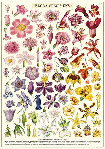 Cavallini Vintage Posters
