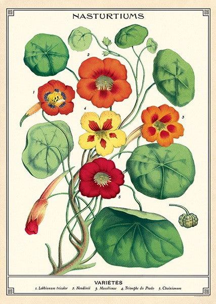 Cavallini Vintage Posters