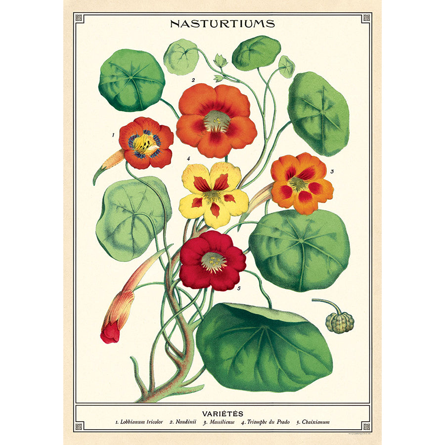 Cavallini Vintage Posters