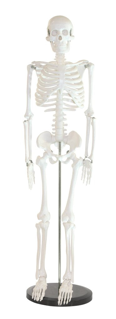 Skeleton Model 33.5" With Stand