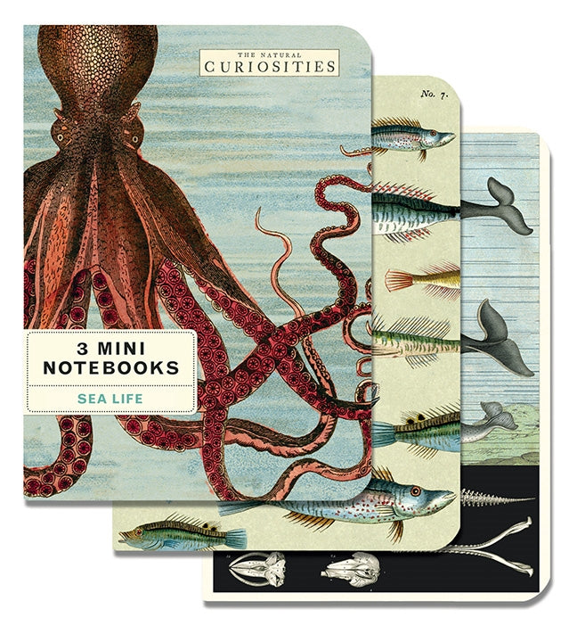 Cavallini Notebooks