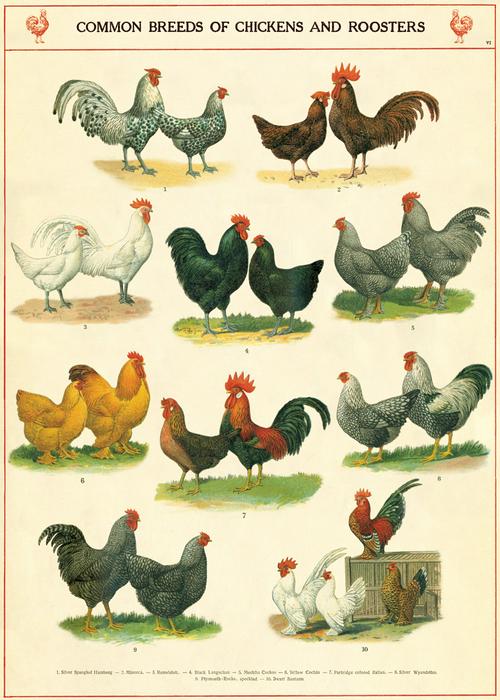 Cavallini Vintage Posters