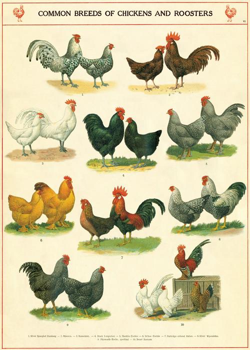 Cavallini Vintage Posters