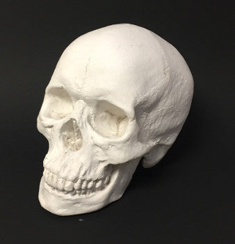 Plaster SKULL lg - Wyndham Art Supplies